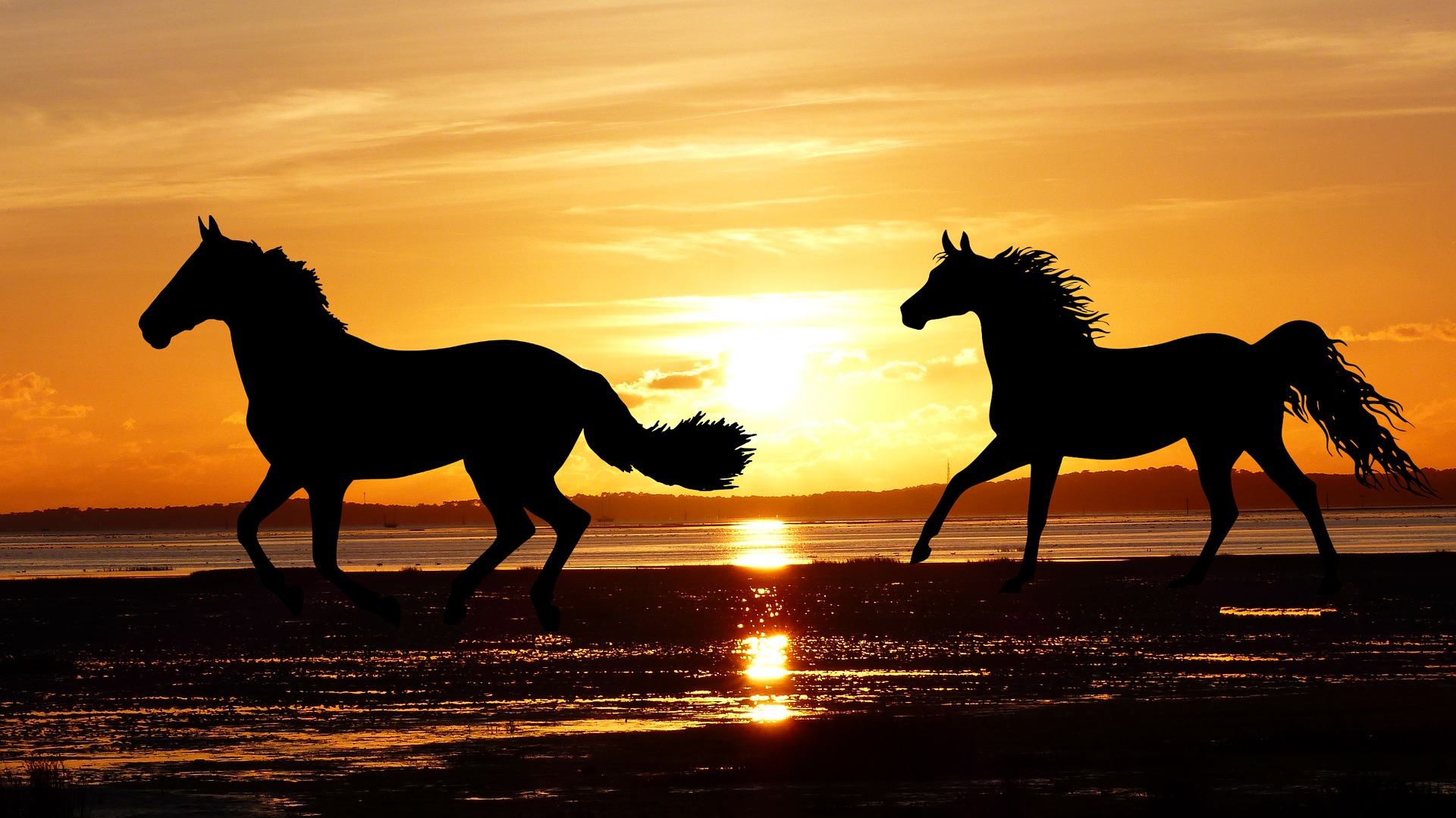 chevaux