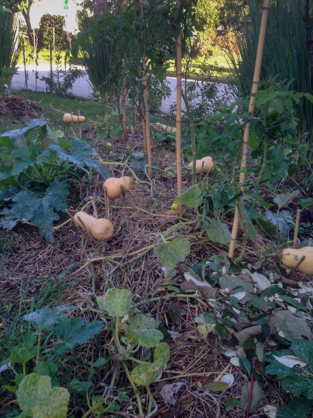 01 photo courge Grand