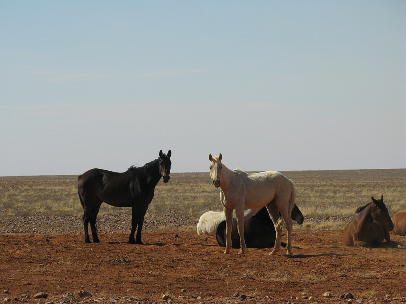 Brumbies en Australie