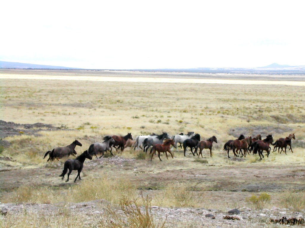 Mustangs 01